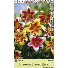 Лилиум микс/ Lilium O.T. Mixed - 1 опаковка - 5 броя