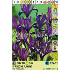 Ирис/  Iris Reticulata Purple Gem - Пакет: 1 оп. - 10 бр.