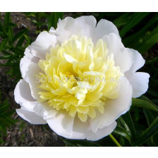 Божур /Paeonia Primavera / 1 корен