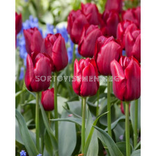 Лале /Tulip Pallada/ 1 бр