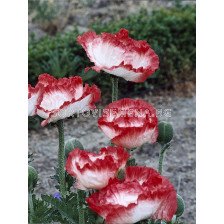 Мак / Papaver Or. Place Pigalle / 1 корен 