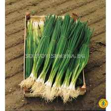 Семена за лук за зелено Парад (Parade) BJ