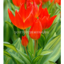 Лале/ Tulipa Praestans Paradox - 1 бр.