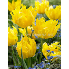 Лале Monte Parrot - 1 бр.