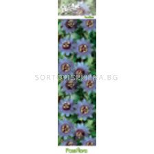 Пасифлора синя - Passiflora Purple Haze