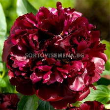 Божур - Paeonia Black Beauty - 1 бр