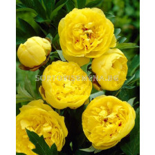 Божур жълт / Paeonia Yellow / 1 бр