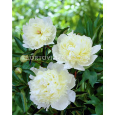 Божур - Paeonia Laura Dessert - 1 бр				