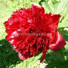 Божур /Paeonia Red Charm / 1 корен