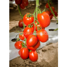 Семена домати Пай Пай F1-тип Рома- Pai Pai F1 - 500 бр. семена