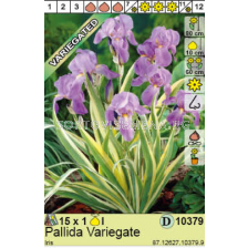 Ирис Pallida Variegate/ Iris  - 1 брой