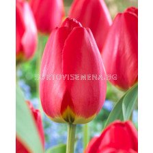 Лале/ Tulip darwin hybrid Parade - 1 бр.