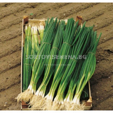 Семена за лук за зелено Парад (Parade) BJ