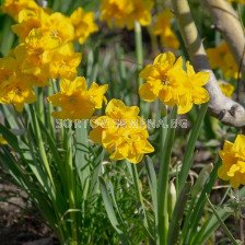 Нарцис/  Narcissus Yellow Parrot - 1 бр.