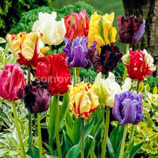 Лале папагал микс/ Tulips parrot mixed - 1 бр.