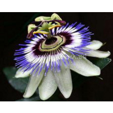 Пасифлора синьо-бяла (Passiflora Hybride White-Blue)