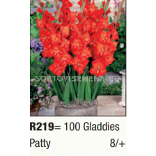 Гладиол нисък Patty/ Gladdies (shortstemmed) Patty - 1 бр.