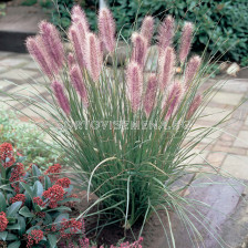 Пенисетум / Pennisetum Red Head / 1 бр