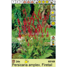 Персикария/ Persicaria amplex Firetail - 1 брой