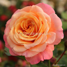 Роза Peach Melba ADR - 1 брой