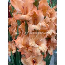 Гладиол Peche Melba - Gladiolus large-flowered Peche Melba - 1бр.