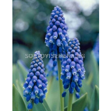 Мускари/ Muscari armeniacum 'Christmas Pearl - 1 бр.