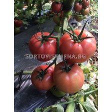 Семена домати Перуджино F1- Розов 