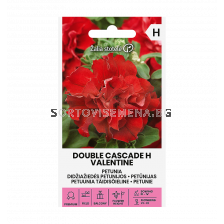 СК ПЕТУНИЯ КАСКАДНА РОЗОВА Х PETUNIA DOUBLE CASCADE H VALENTINE