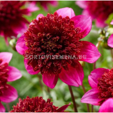 Далия The Phantom - 1 бр.