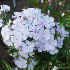 Флокс / Phlox Light Blue / 1 бр