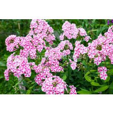 Флокс /Phlox Pink Windmill / 1 бр