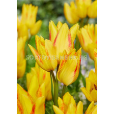 Лале /Tulip Royal Georgette/ 11/12