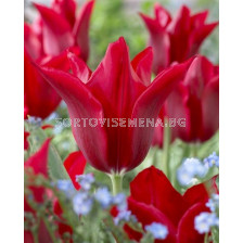 Лале /Tulip Pieter de Leur/ 11/12