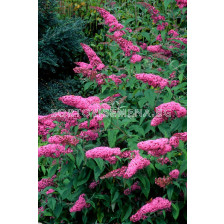 Будлея розова - Buddleja Davidii pink