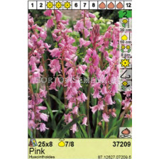 Лъжезюмбюл / Hyacinthoides Hispanica Pink - пакет: 1 оп. - 8 бр.