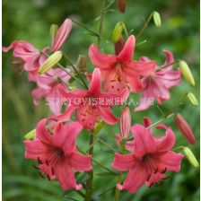 Лилиум/ TIGER LILIUM Pink Flight 16/18 - 1 бр.