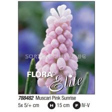 Мускари/ Muscari Pink Sunrise - Пакет: 1 оп. - 5 бр.