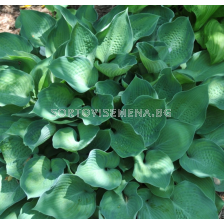 Хоста Punky/ Hosta - 1 брой