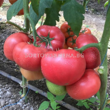 Семена Домати Пинк ID F1 - розов - Seminis