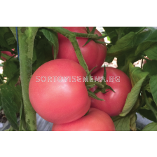 Семена домати Пинк ID F1 - розов