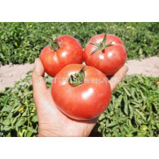 Семена домати Пинк Джейн F1 - Розов - Pink Jain F1 - 500 бр. семена