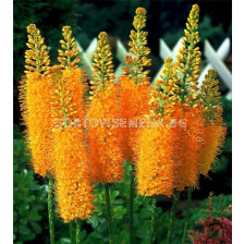 Еремурус/ Eremurus ruiter-hybrid Pinokkio - 1 бр.