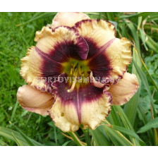 Хемерокалис/ HEMEROCALLIS Crystal Pinot -  1 бр.