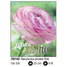 Ранункулус пикоте розов/ Ranunculus picotee pink - Пакет: 1 оп. - 10 бр.