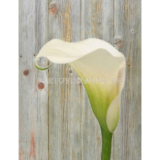 Кала Pina Colada/ calla - 1 брой