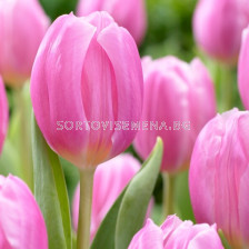 Лале/ Tulip triumph Pink Flag - 1 бр.