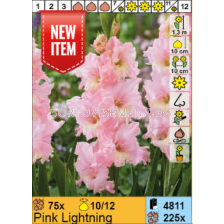 Гладиол Pink Lightning/ Pink Lightning - 1 брой