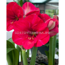 Амарилис galaxy Pink Rival - 1 бр.