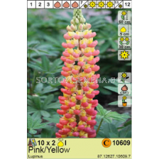 Лупина Pink/Yellow/ Lupinus - 2 броя