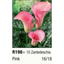 Кала розова/ Zantedeschia (Calla) Pink - 1бр.